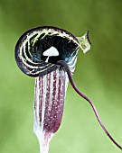 ARISAEMA KIUSHIANUM, COBRA LILY