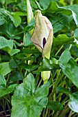 ARUM MACULATUM, LORDS AND LADIES, CUCKOO PINT