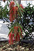 CALLISTEMON VIMINALIS, WEEPING BOTTLEBRUSH