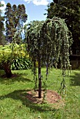 CEDRUS ATLANTICA GLAUCA PENDULA, ATLAS CEDAR