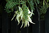 CLIANTHUS PUNICEUS ALBUS, LOBSTER CLAW,PARROTS BILL, GLORY PEA