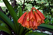 CLIVIA NOBILIS, GREENTIP FIRE LILY