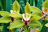 CYMBIDIUM LOWIANUM, ORCHID