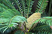 ENCEPHALARTOS LEBOMBOENSIS, LEMOMBO CYCAD