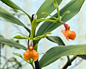 EPIDENDRUM PSEUDEPIDENDRUM, (ORCHID)