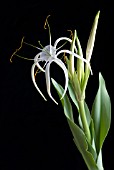 HYMENOCALLIS HARRISIANA, SPIDER LILY