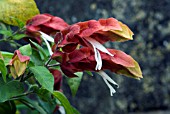 JUSTICA BRANDEGEEANA, SHRIMP BUSH, SHRIMP PLANT