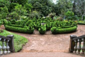 PEAHENS AND EGG CUPS, LADIES GARDEN, PALHEIRO GARDENS ALSO CALLED BLANDYS GARDEN, MADEIRA