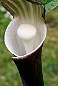 ARISAEMA SIKOKIANUM