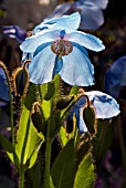 MECONOPSIS SLIEVE DONARD, BLUE POPPY