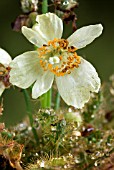 MECONOPSIS DHWOJII, POPPY