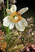 MECONOPSIS DHWOJII, POPPY