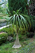 NOLINA RECURVATA, PONY-TAIL, BOTTLE PALM