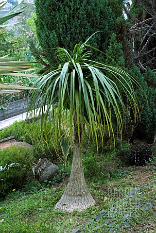 NOLINA_RECURVATA_PONYTAIL_BOTTLE_PALM