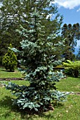 PICEA PUNGENS HOOPSII, COLORADO SPRUCE