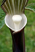 ARISAEMA SIKOKIANUM