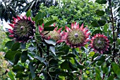 PROTEA CYNAROIDES, KING PROTEA