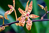 RENANTHERA MONACHICA, FIRE ORCHID