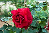 ROSA TESS OF THE DURBERVILLES, ENGLISH ROSE, SHRUB ROSE