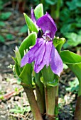 ROSCOEA HUMEANA