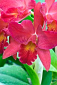 SOPHROLAELIOCATTLEYA JEWEL BOX SCHEHERAZADE, ORCHID