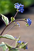 BRUNNERA MACROPHYLLA HADSPEN CREAM