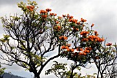 SPATHODEA CAMPANULATA, AFRICAN TULIP TREE, FLAME OF THE FOREST