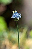 ALLIUM CAERULEUM , ONION