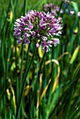 ALLIUM NUTANS, ONION