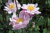 ANEMONE X HYBRIDA QUEEN CHARLOTTE, JAPANESE ANEMONE