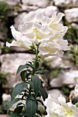 ANTIRRHINUM LA BELLA WHITE, SNAPDRAGON