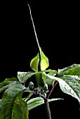 ARISAEMA TORTUOSUM, COBRA LILY