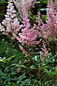 ASTILBE ERICA