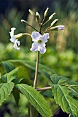 CARDAMINE HEPTAPHYLLA