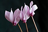 CYCLAMEN CILICIUM, SOWBREAD