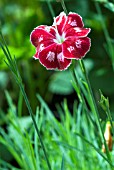 DIANTHUS CALYPSO STAR, PINK