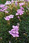 DIANTHUS ERINACEUS, PINK