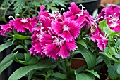 DIANTHUS FESTVAL VIOLET, PINK