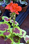 GERANIUM PELGARDINI OCCOLD SHIELD