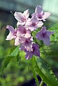 CARDAMINE PENTAPHYLLOS (DIGITATA)