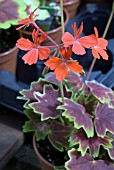 GERANIUM VARIEGATED PELGARDINI VANCOUVER CENTENNIAL