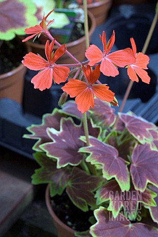 GERANIUM_VARIEGATED_PELGARDINI_VANCOUVER_CENTENNIAL