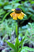 HELENIUM WYNDLEY