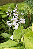 HOSTA AUGUST MOON, PLANTAIN LILY