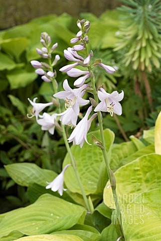 HOSTA_AUGUST_MOON_PLANTAIN_LILY