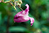 IMPATIENS GLANDULIFERA, HIMALAYAN BALSAM, INDIAN BALSAM