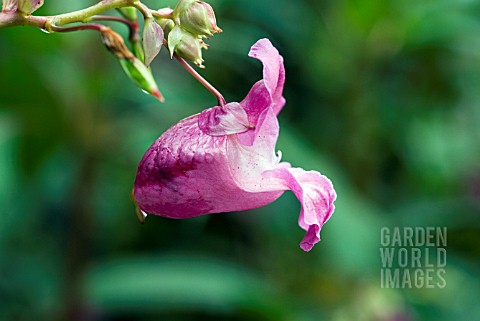 IMPATIENS_GLANDULIFERA_HIMALAYAN_BALSAM_INDIAN_BALSAM