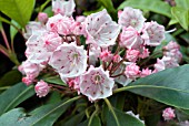 KALIMA LATIFOLIA, MOUNTAIN LAUREL, CALICO BUSH