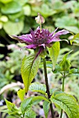 MONARDA BEAUTY OF COBHAM, BERGAMOT