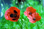 PAPAVER COMMUTATUM, POPPY